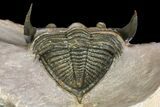 Curled Zlichovaspis Trilobite - Issoumour, Morocco #154288-3
